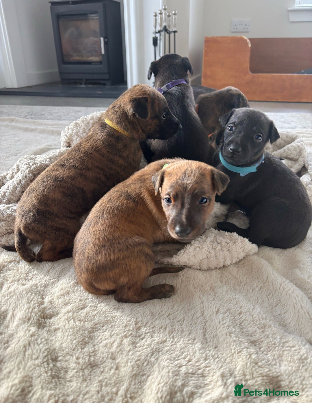 Mixed Breed dogs for sale: Pharaoh hound x whippet puppies  - Image 16