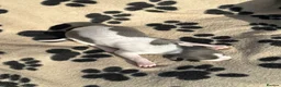 Whippet dogs for sale: 🐾 Beautiful Whippet Puppies Available 🐾 - Advert 21