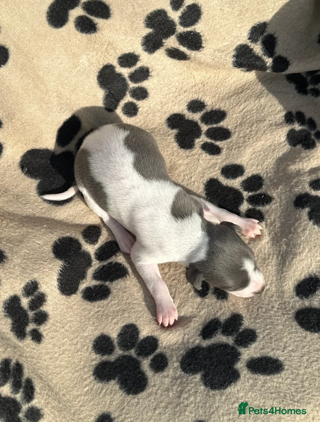 Whippet dogs for sale: 🐾 Beautiful Whippet Puppies Available 🐾 - Advert 21