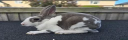 Mixed Breed rabbits for sale: A few breeds and age of rabbits  - Advert 8