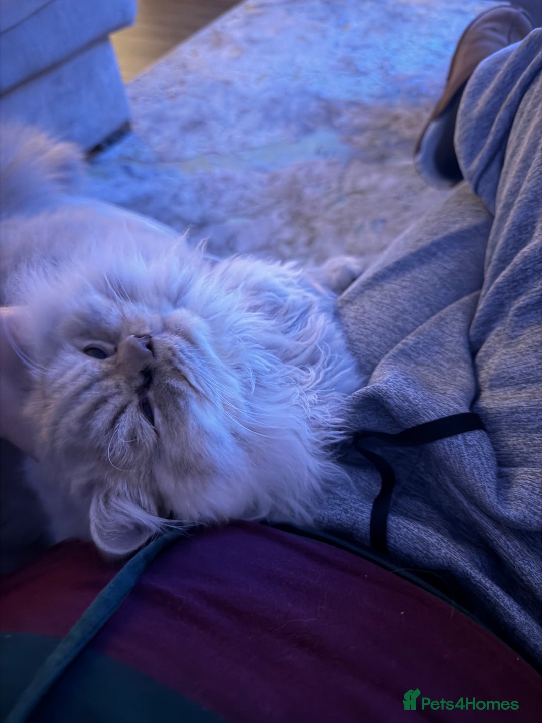 British Longhair cats for sale: 2 x British longhair brothers for sale together  - Advert 10