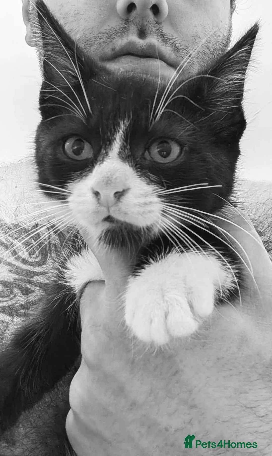 Maine Coon cats for sale: Maine Coone - Advert 1