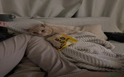 British Shorthair cats for sale: Our wonderful boy, Ferguson for sale  - Advert 22