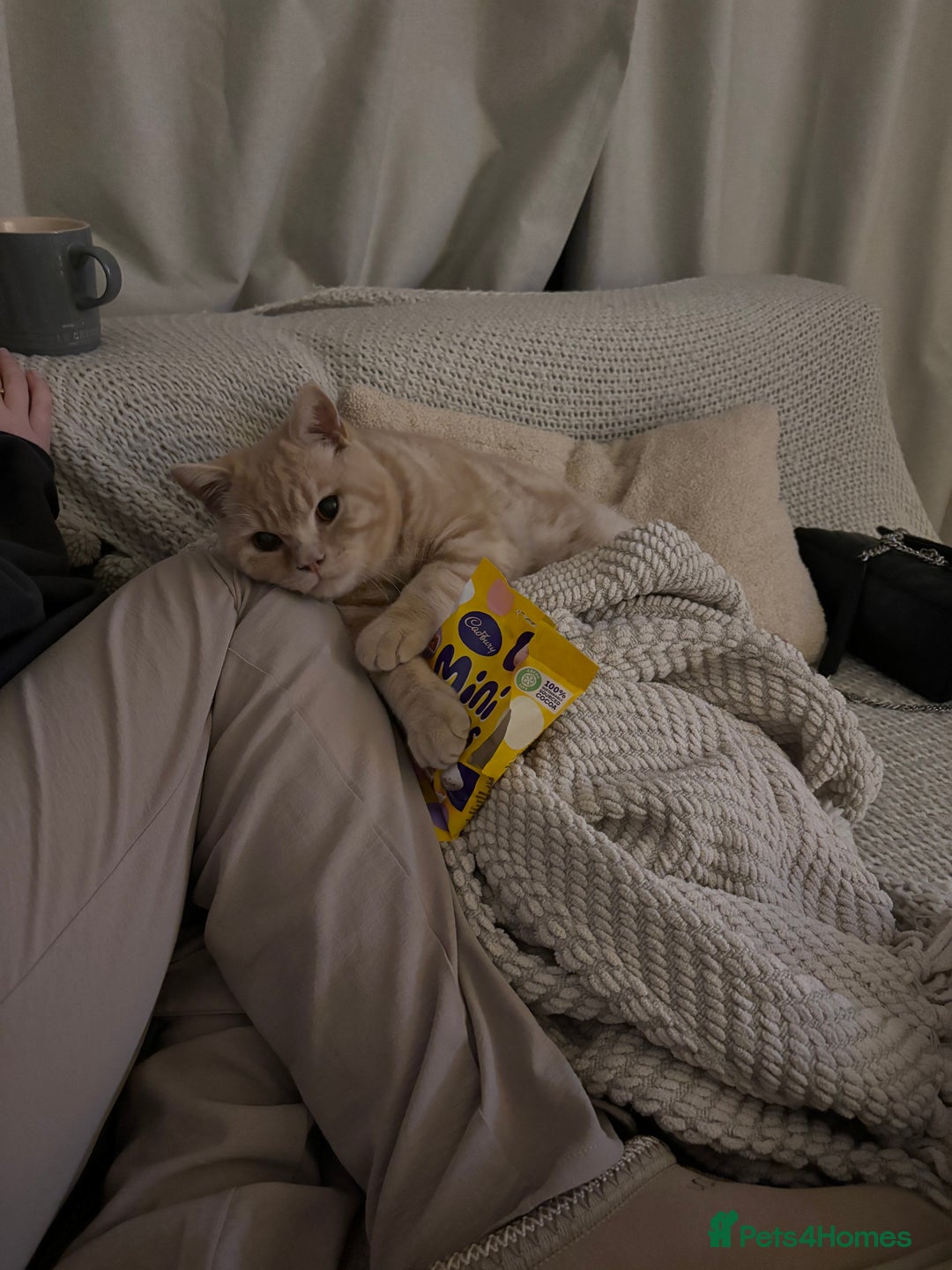 British Shorthair cats for sale: Our wonderful boy, Ferguson for sale  - Advert 22