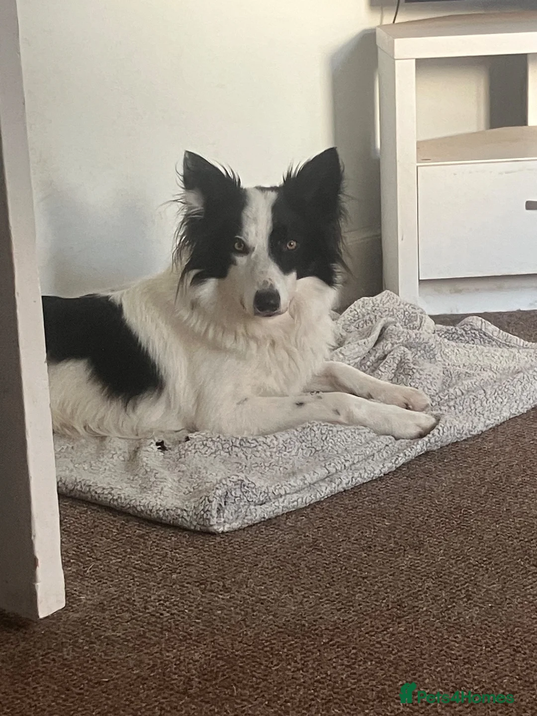Border Collie dogs for sale: 3 year old male Border Collie in Selkirk - Advert 1
