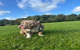 American Bully dogs for sale: Rambo American pocket bully 10 months  - Image 7