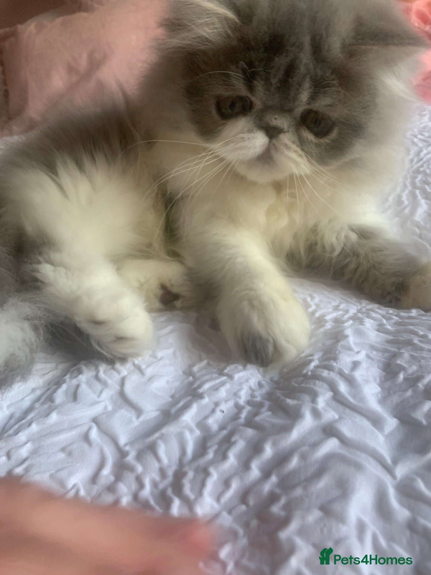 Persian cats Pedigree Persian Kitten (Ready Now) - Advert 2