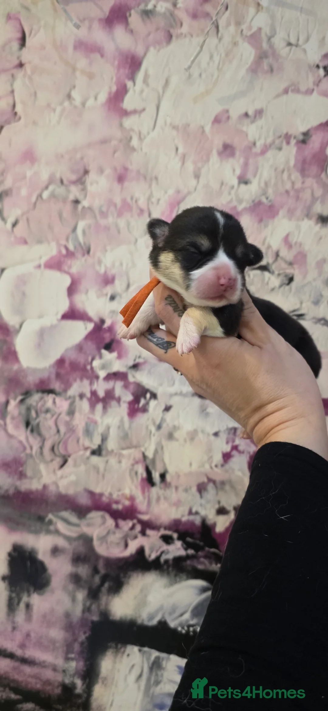 Welsh Corgi Pembroke dogs for sale: Outstanding Welsh Pembroke Corgi Puppies - Advert 19