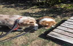 Australian Shepherd dogs for sale: Champion kc registerd pups - Image 8