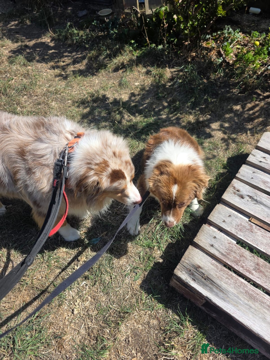 Australian Shepherd dogs for sale: Champion kc registerd pups - Image 8
