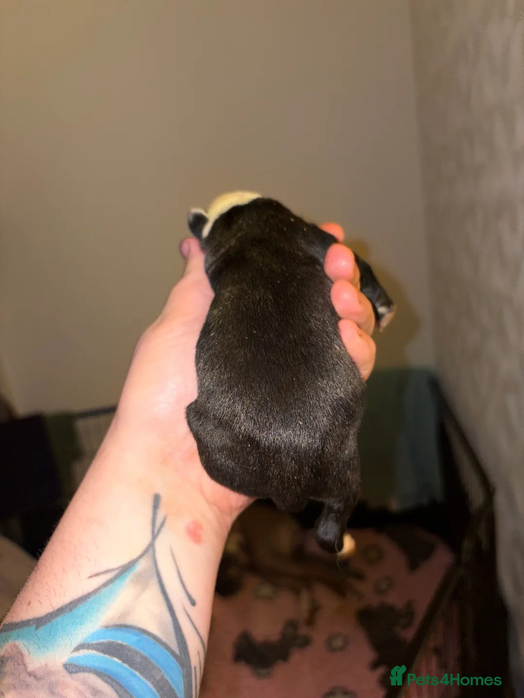 Mixed Breed dogs for sale: American bulldog x Staffy  - Advert 21