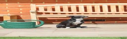 Mixed Breed dogs for adoption: Very friendly Remy - Advert 18