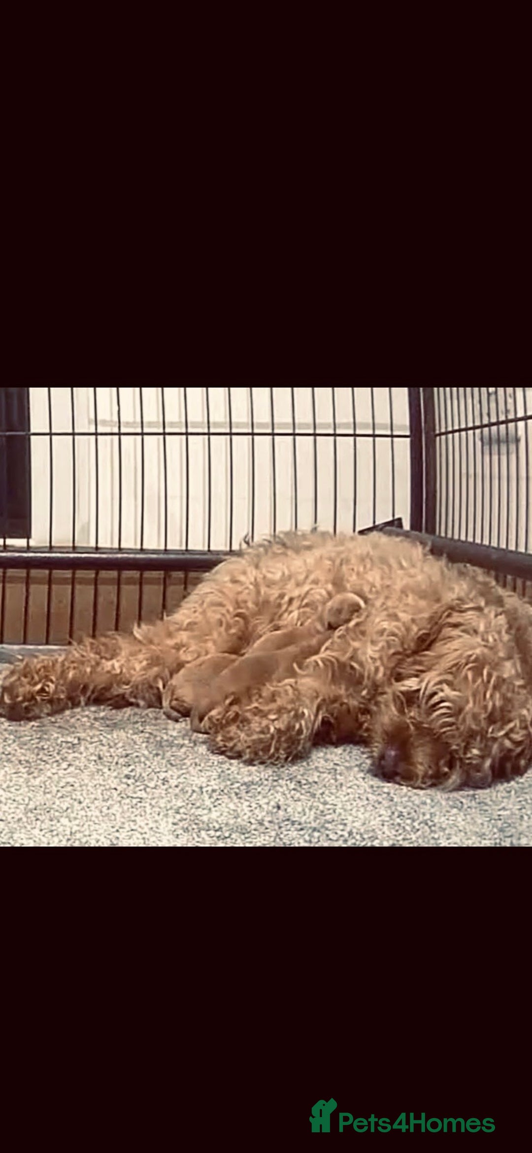 Cavapoo dogs for sale: Fabulous F1b Cavapoo puppies - health tested - Image 6