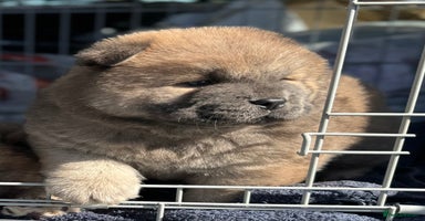 Chow Chow dogs - Advert 10