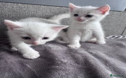 Mixed Breed cats for sale: Perfectly healthy and ready for new loving homes - Image 6