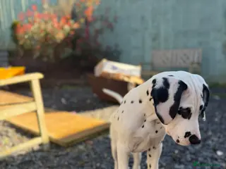 Dalmatian dogs KC Reg Dalmatian Puppies Black & Liver Ready Now - Advert 5