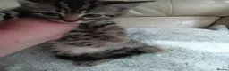 Mixed Breed cats for sale: Beautiful fluffy kittens - Advert 14