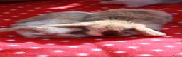 Mini Lop rabbits for sale: Mini lops chocolate harlequins - Advert 5