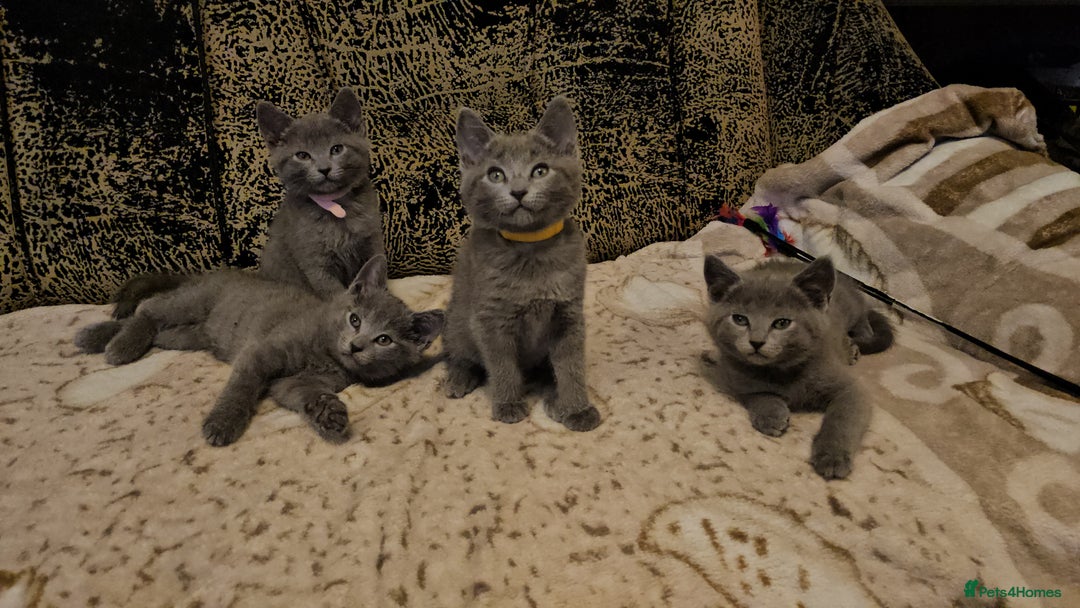 Russian Blue cats for sale: **TICA full pedigree Russian Blue kittens - Advert 19