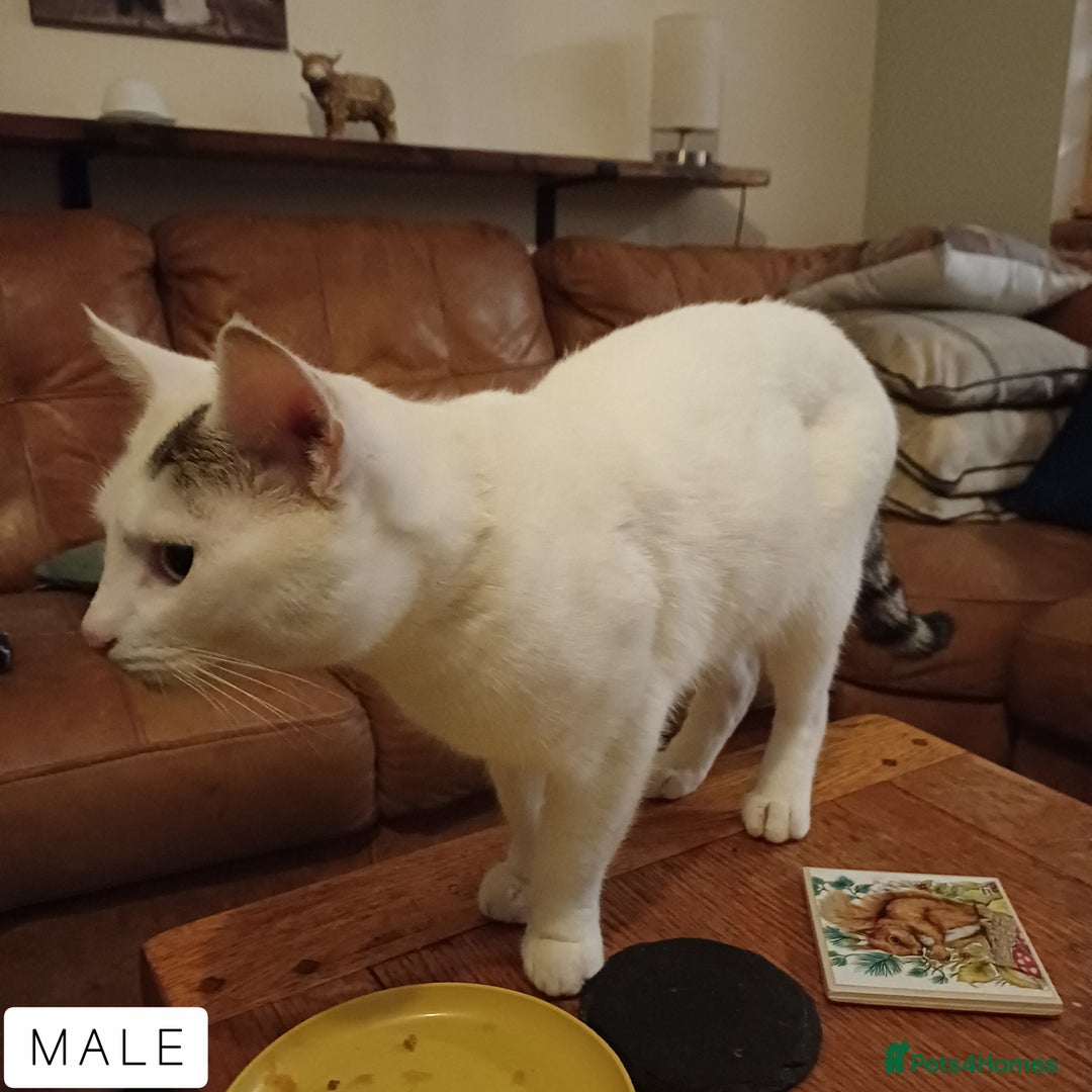 Domestic Shorthair cats for sale: 1 YO Male Free & 2x Male Kittens Available. - Image 4