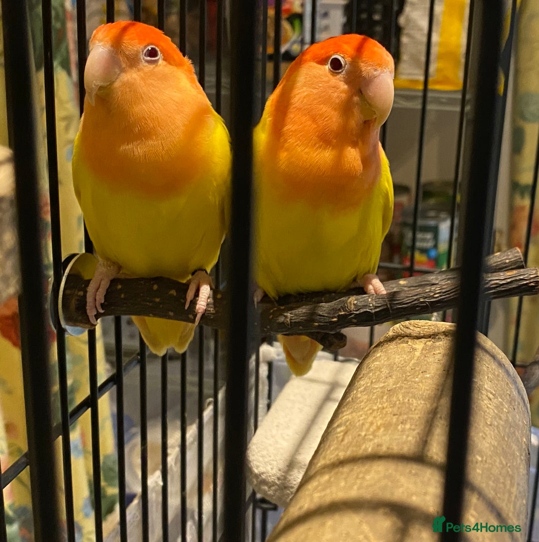 Lovebirds birds for sale: Rehoming Bonded Yellow Lovebirds with Full Setup - Image 3