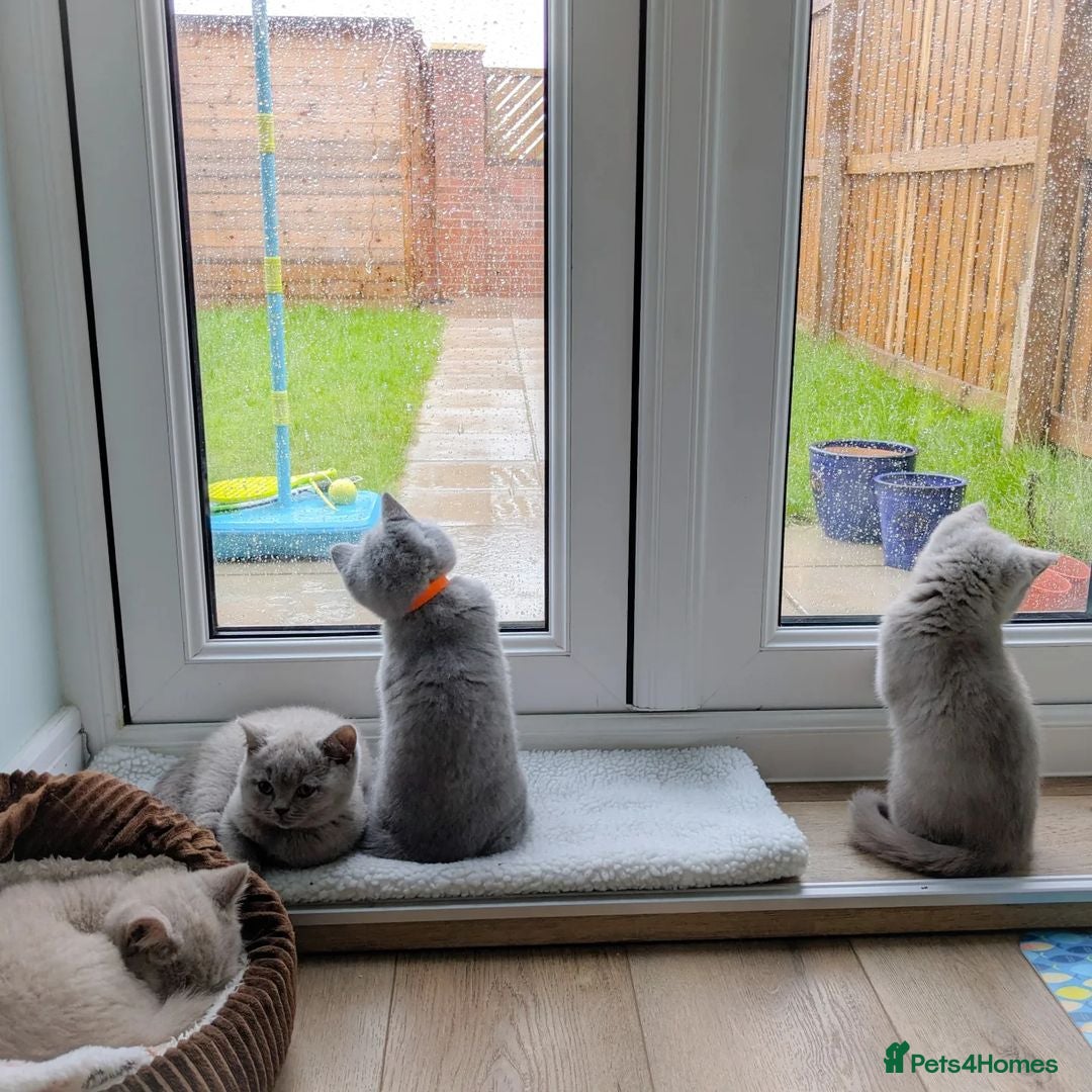 British Shorthair cats for sale: GCCF REGISTERED BRITISH SHORTHAIR KITTENS  - Image 7