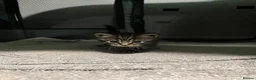 Mixed Breed cats for sale: 4 beautiful mixed breed kittens in Newton Abbot - Advert 5