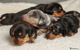 Miniature Dachshund dogs for stud: Romeo the miniature Dachshund  - Image 8