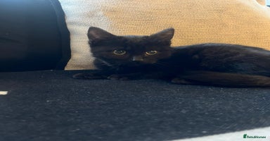 Bombay cats ragdoll mix (last of litter) 🐾 - Advert 3