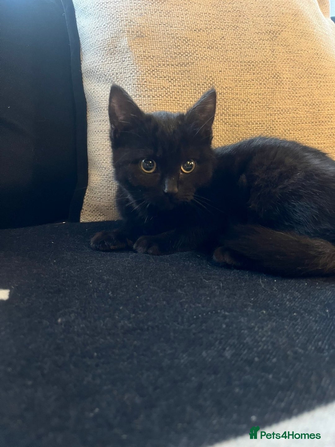 Bombay cats for sale: ragdoll mix (last of litter) 🐾 - Advert 2