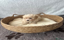 Maltipoo dogs for sale: F1 Toy Maltipoo puppys   - Image 9