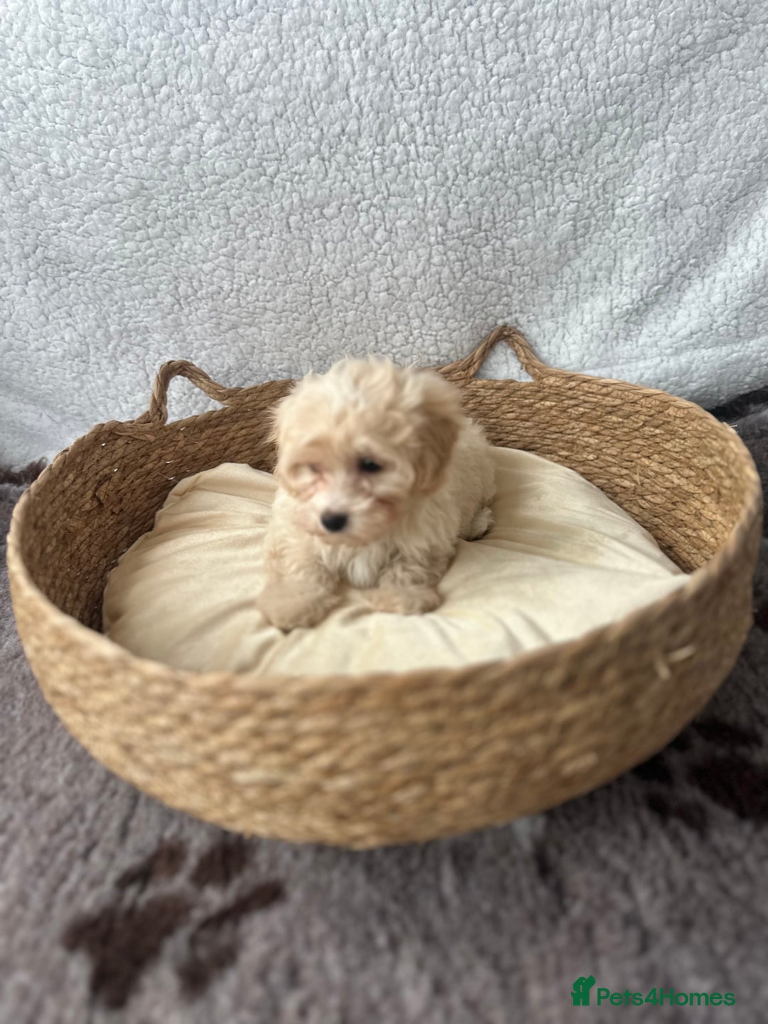 Maltipoo dogs for sale: F1 Toy Maltipoo puppys   - Image 9