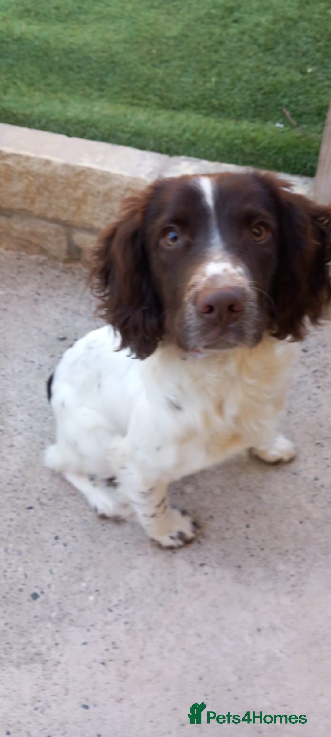 English Springer Spaniel dogs for sale: English springer spaniel bitch - Advert 2