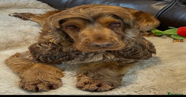 Cocker Spaniel dogs - Advert 7