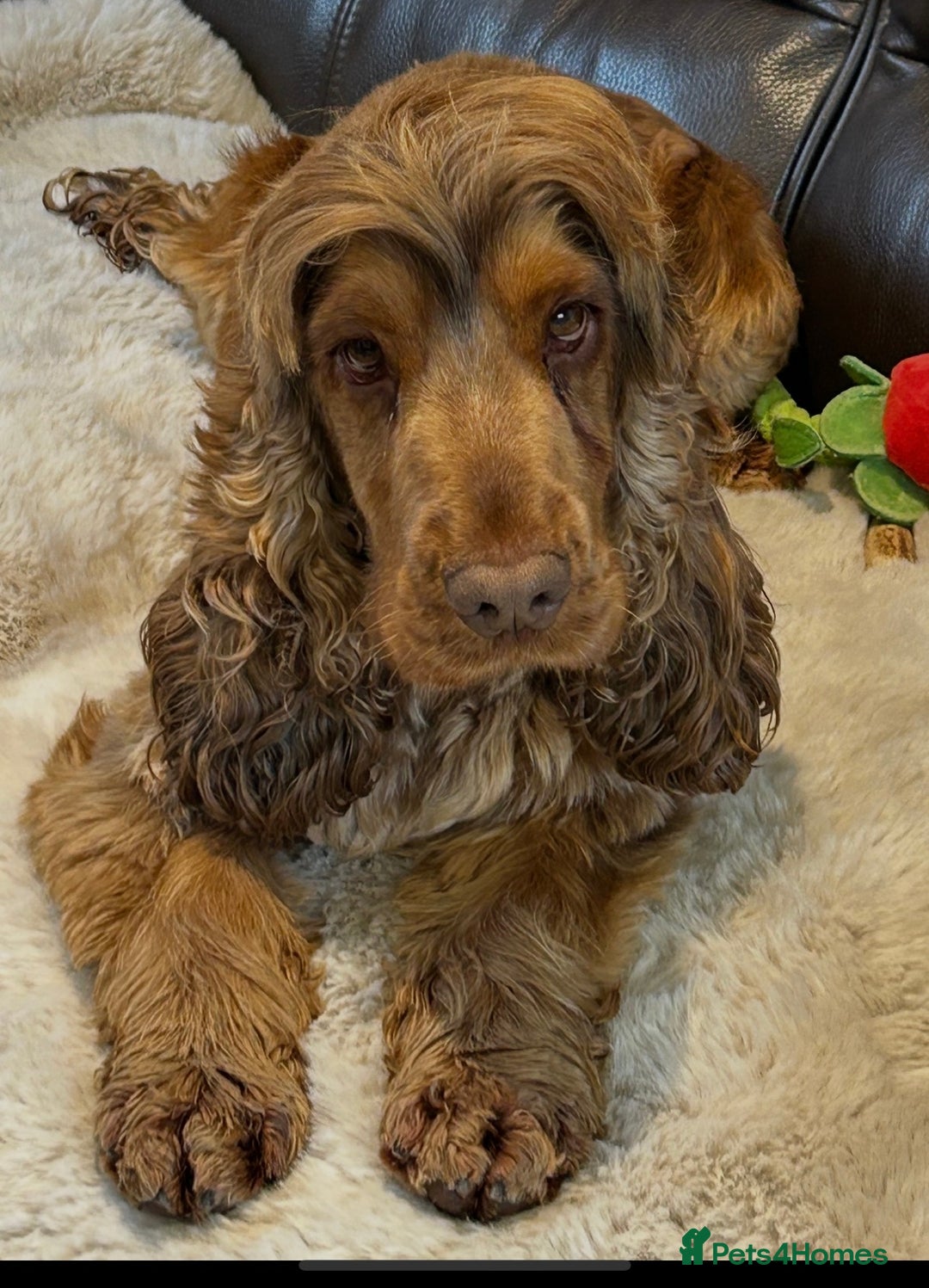 Cocker Spaniel dogs for sale: SHOW TYPE COCKER SPANIEL BERTIE LOOKING FOR LOVE🌹 - Image 2