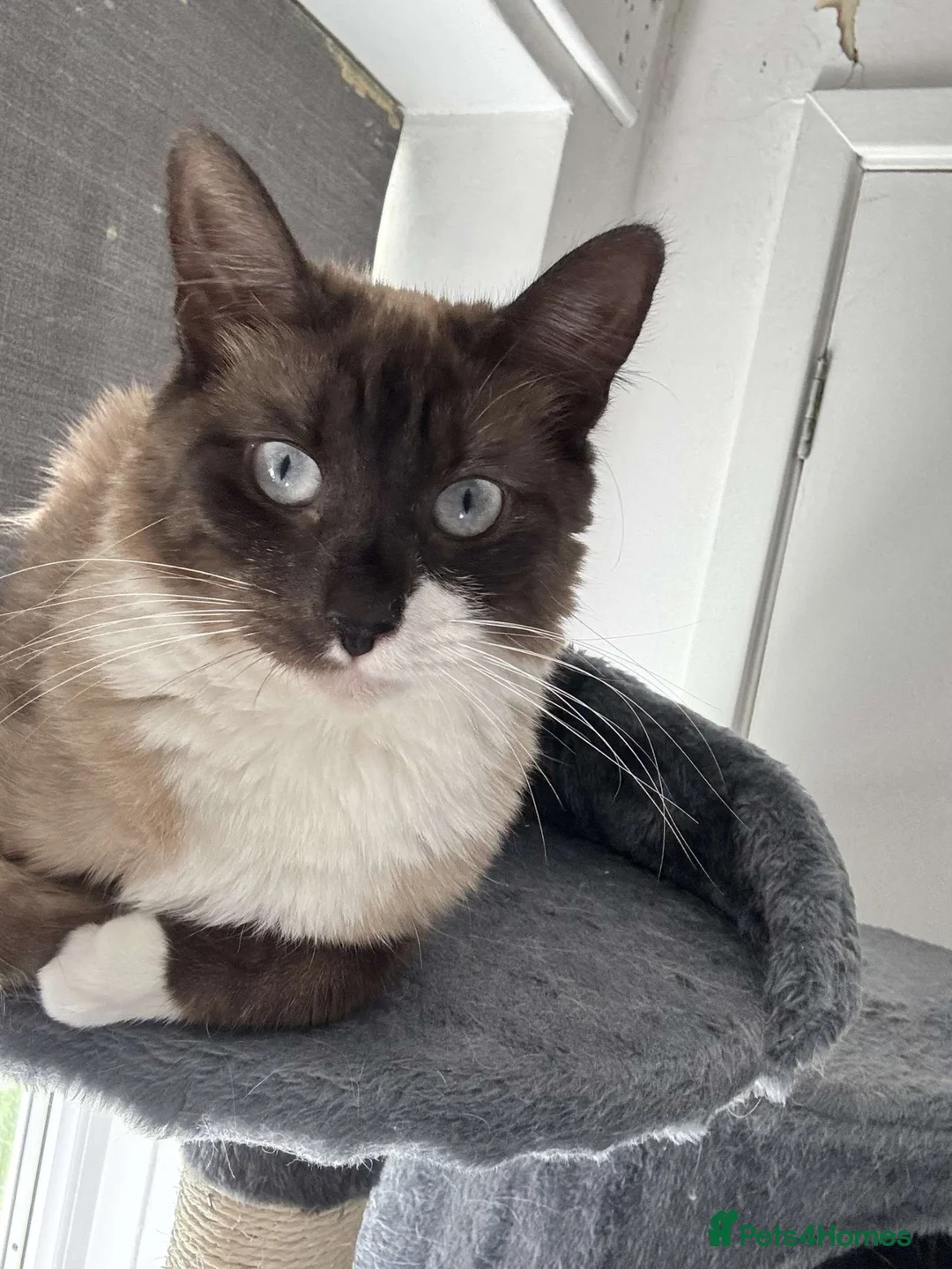 Ragdoll cats for sale: Female Ragdoll indoor! - Advert 7