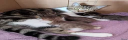Mixed Breed cats for sale: 3x girl kittens  in Halstead - Advert 7