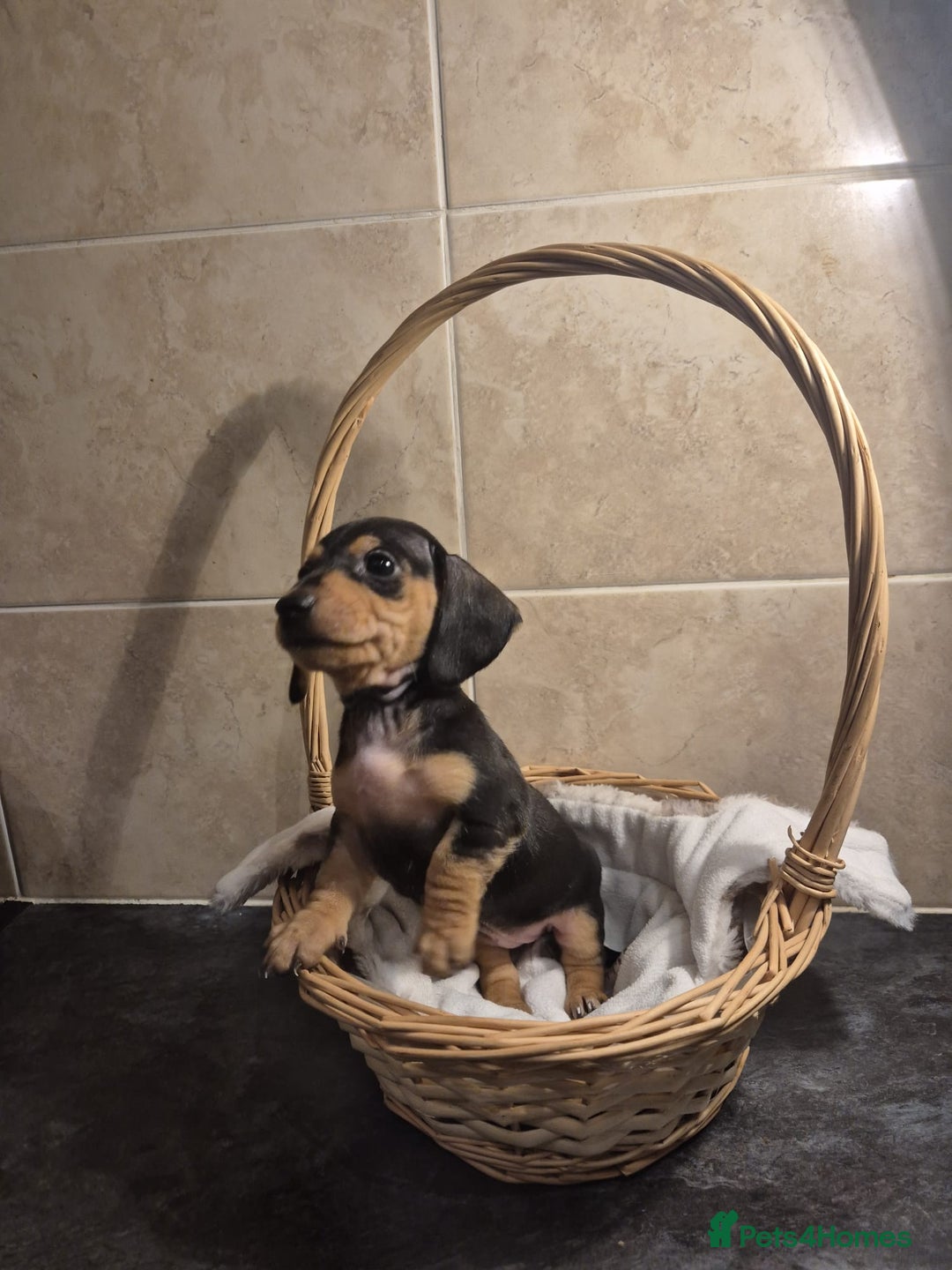 Miniature Dachshund dogs for sale: Perfect Mini Dachshund Girl 8 weeks old - Advert 15