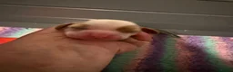 Cockalier dogs for sale: Fully health tested cockalier puppies.  - Advert 3