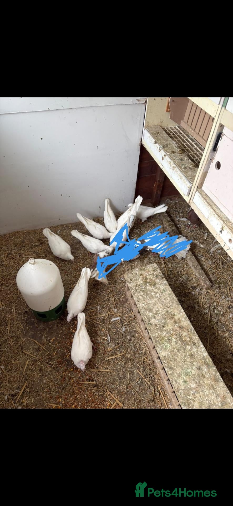 Pigeons birds for sale: Pure white doves - Advert 8