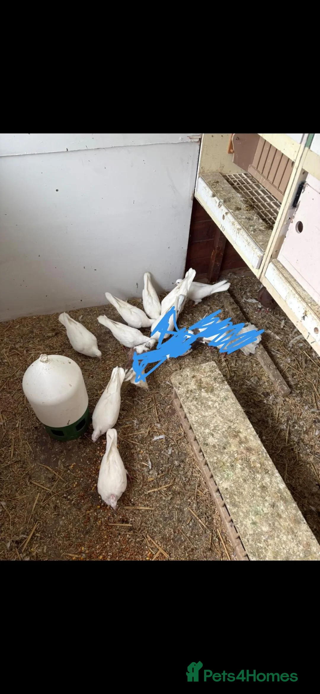 Pigeons birds for sale: Pure white doves - Advert 1