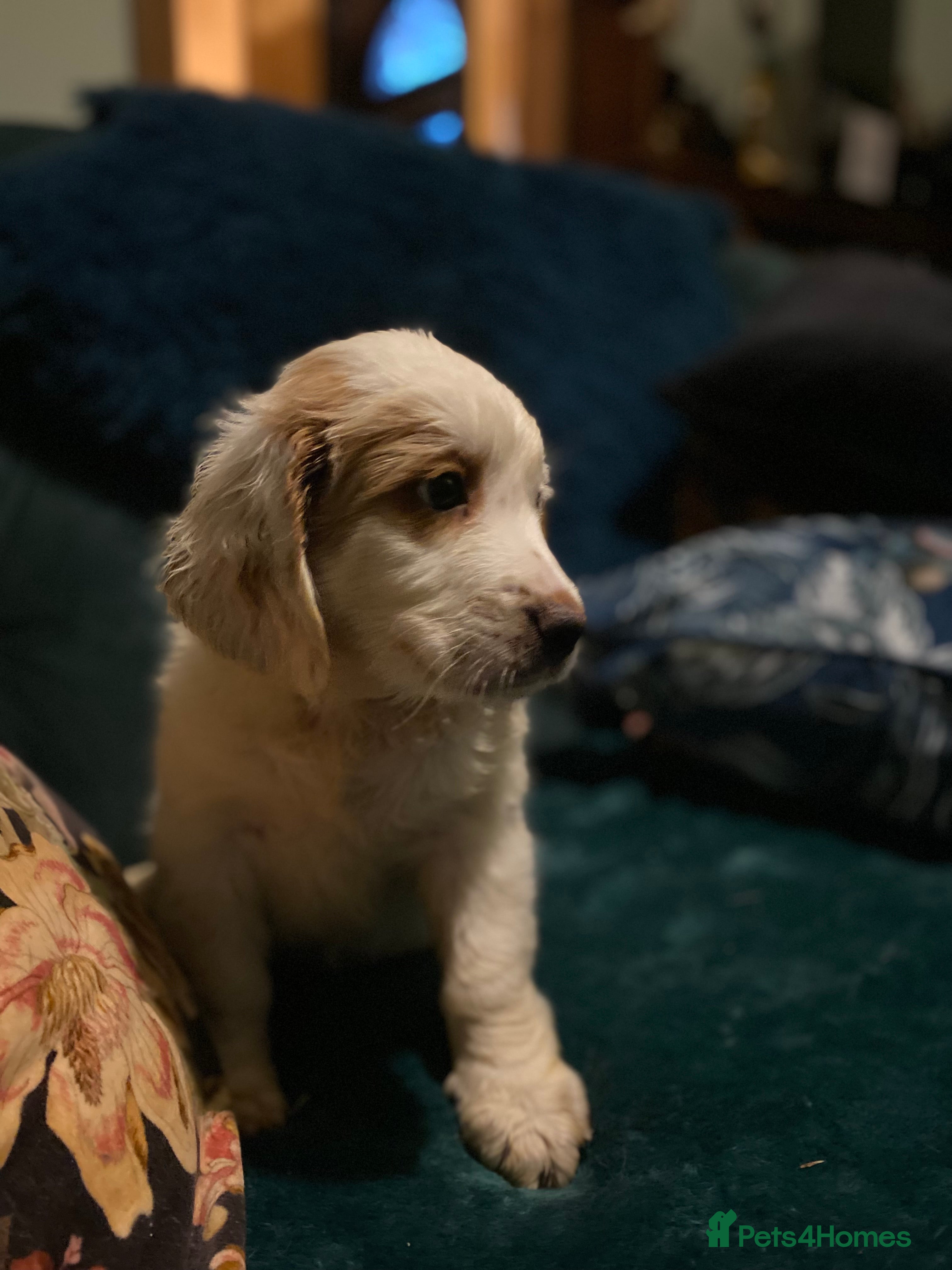 Clumber Spaniel dogs Clumber x puppies ready to leave 23/12/25 - Advert 1