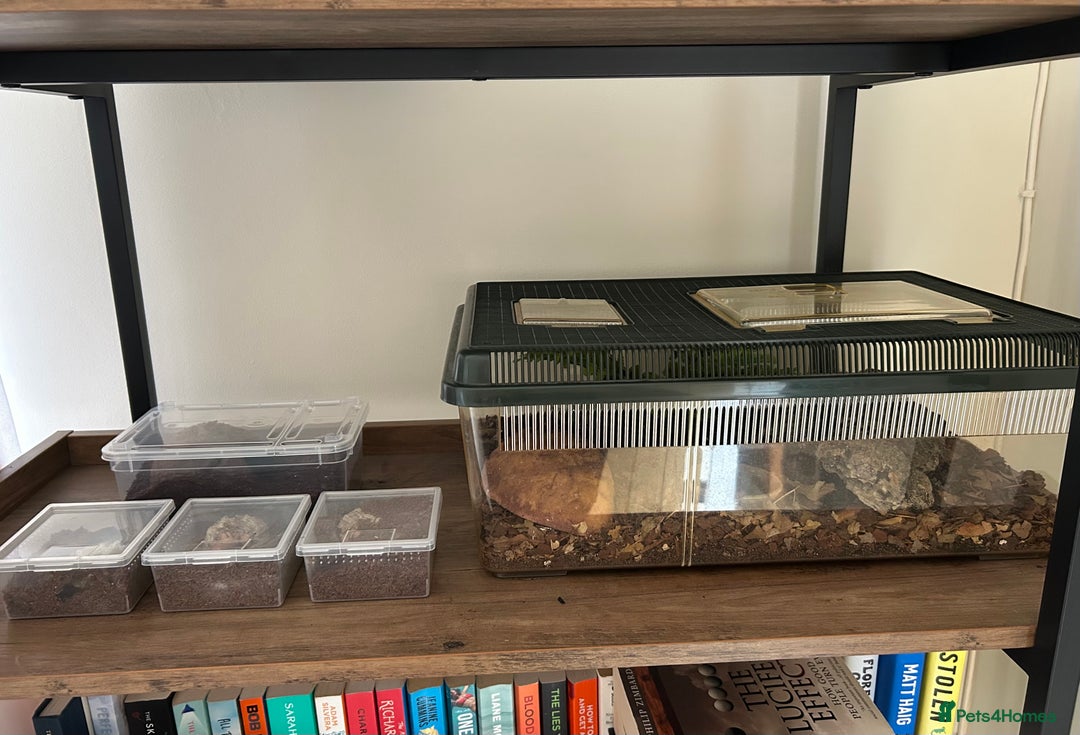 Tarantulas invertebrates for sale: Tarantula collection plus scorpion  - Image 4