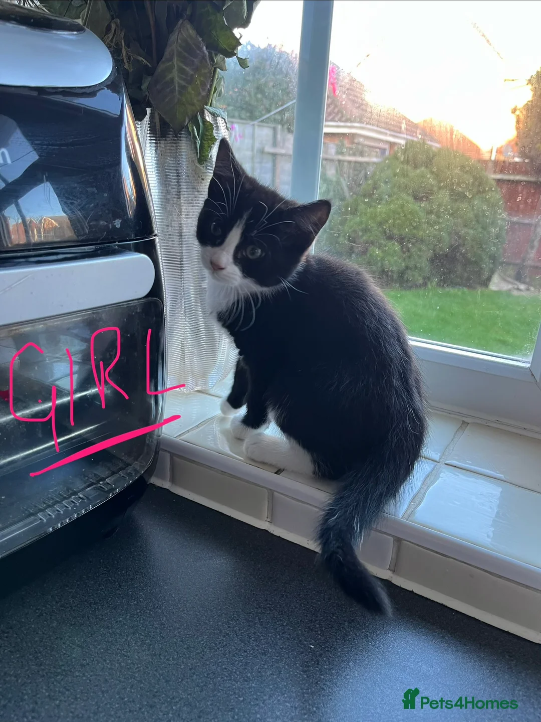 Mixed Breed cats for sale: 4 x Beautiful Playful Kittens Ready NOW - Advert 13