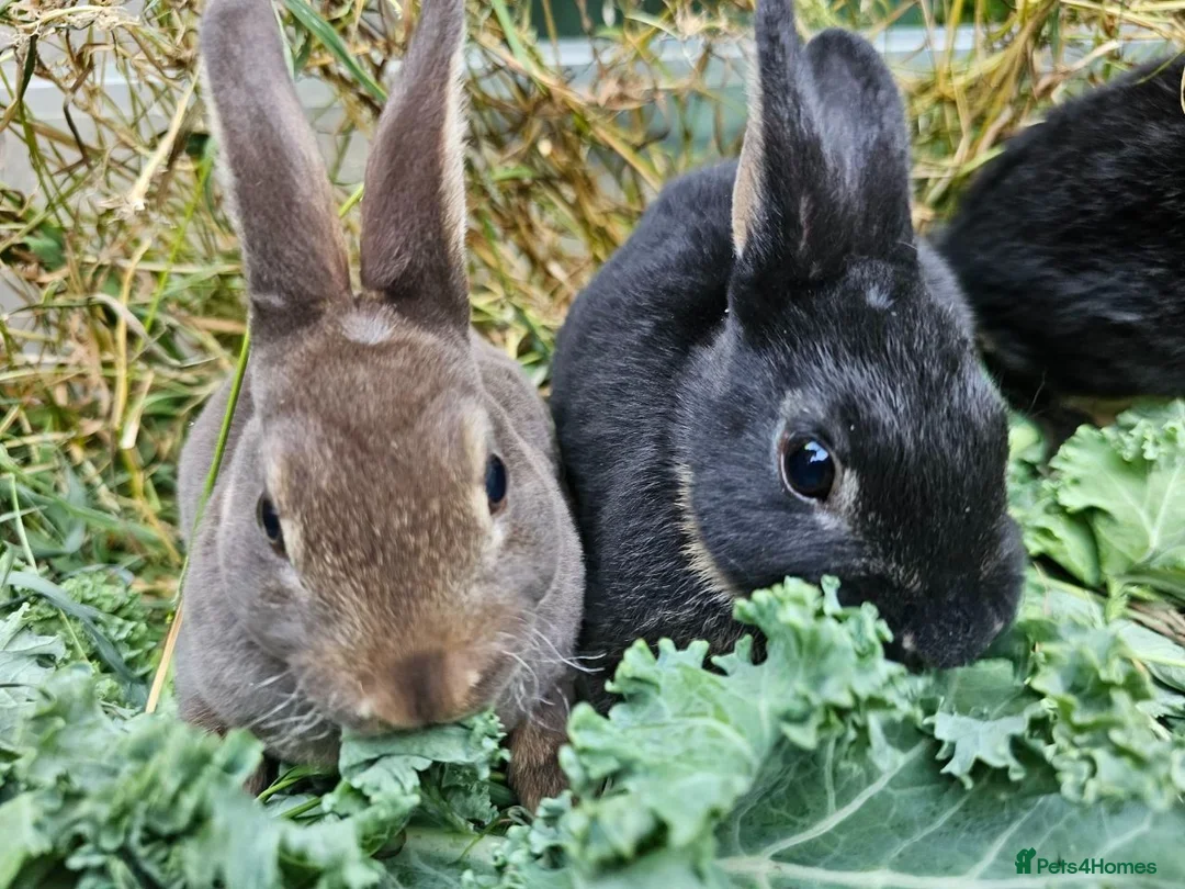 Rex rabbits for sale: Beautiful Purebred Rex Rabbits Babies - Advert 1