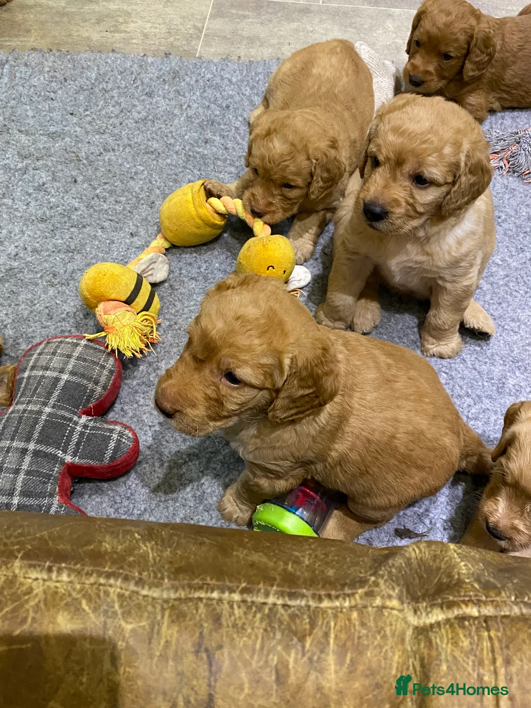 Labradoodle dogs for sale: F1 Red Miniature Labradoodles  - Advert 18