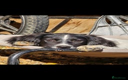 English Springer Spaniel dogs for sale: Arwen the kc springer - Advert 5