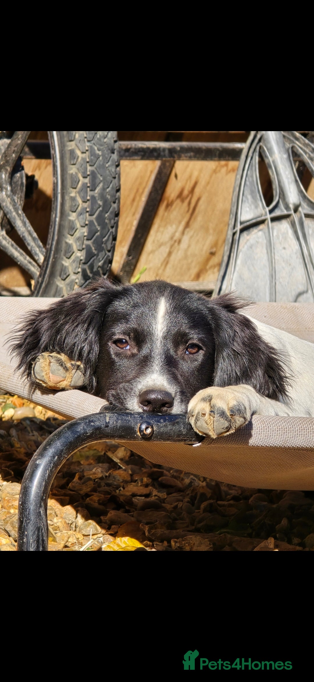 English Springer Spaniel dogs for sale: Arwen the kc springer - Advert 5