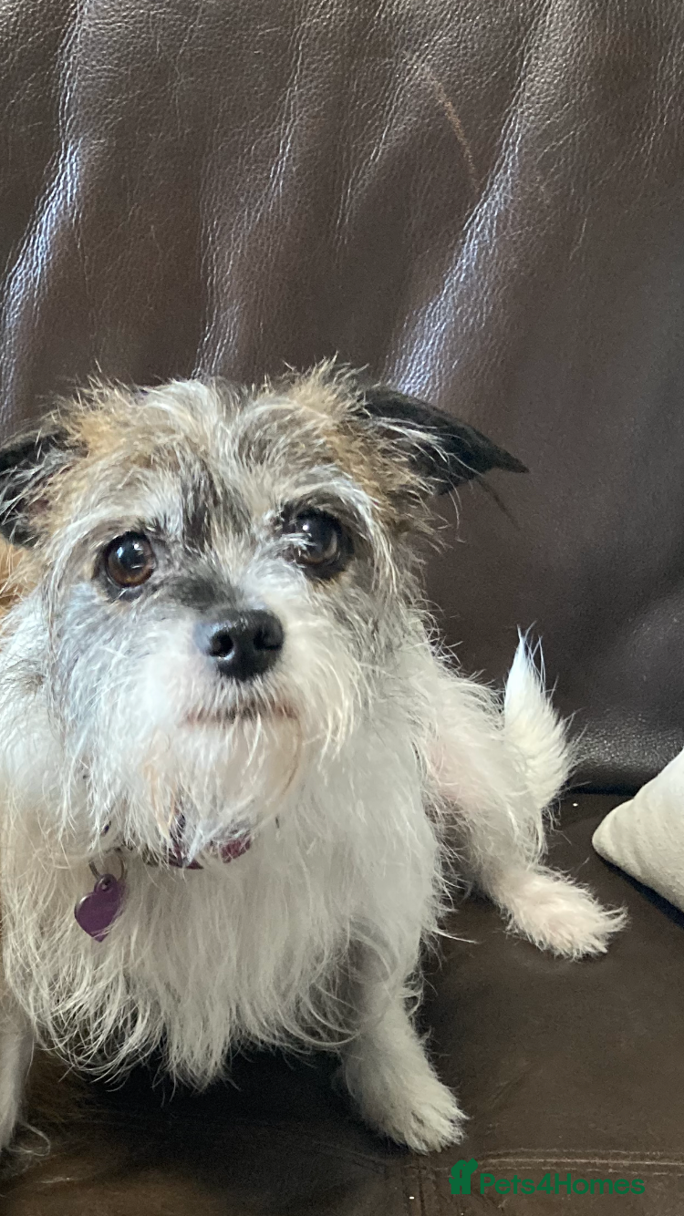 Mixed Breed dogs Gorgeous puppys - Advert 2