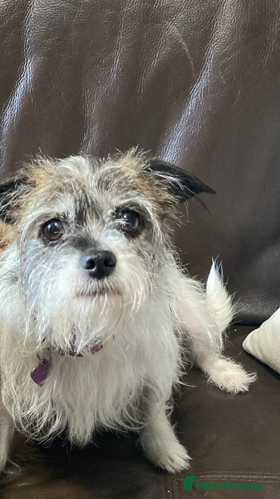 Mixed Breed dogs for sale: Gorgeous puppys - Advert 1